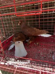  3 جوز نجفي احمر