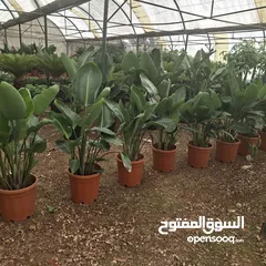  25 تفصيل قواوير فايبر جلاس بشكل عصري أنيق  زراعة وتسميد النباتات الداخلية والخارجية بإشراف مهندسين