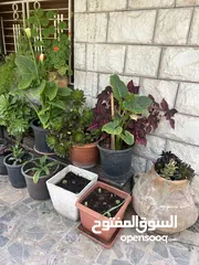  5 زريعة للبيع عدد 250 قوار مشكلات