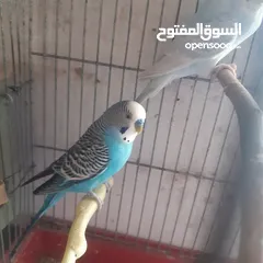  20 طيور حب للبيع سعر الجوز 15دينار مع قفص والمعالفه وبياضاه . طيور حب انجليزي