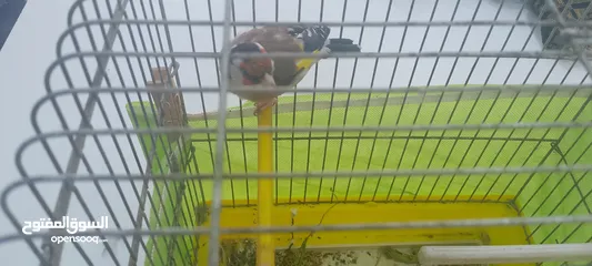  3 حسون ماشاءالله