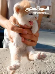  1 قطط لتبني طبربور