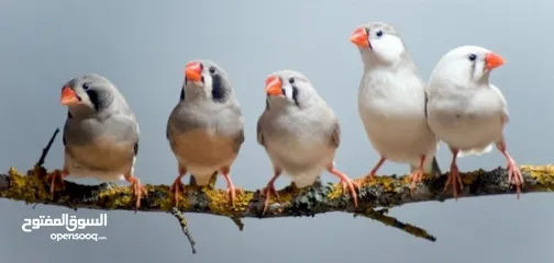  1 عصافير فنقز شغاال 100‎%‎