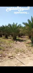  3 مزرعة للبيع في الكرامة