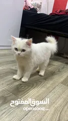  6 قطة شيرازي صغيره