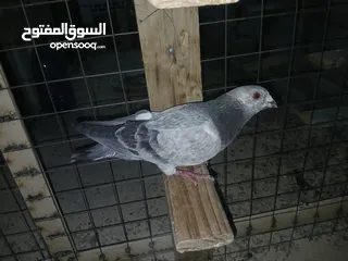  12 كوم كامل للبيع  دينارين ونص الحبه زق وكش الفحول كلها كش