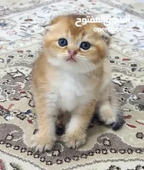  7 قطط انثى و ذكر  سكوتش فولد