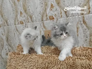  2 قطط بيرشن على هملايا دراكول
