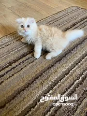  4 قط سكوتش شهرين