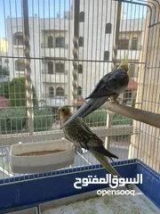  6 جوزين كوكتيل منهم وايت فيس شغالات فحل ايزابيل والطيرة كريمي جامبو وجوز ايزابيل