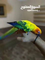  6 ببغاء صن كنيور عباره عن لعبه  تفاصيل عبر الرقم