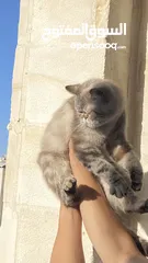  3 قطه شيرازي moon face 3 اشهر