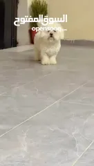  6 كلب ذكر فرنش