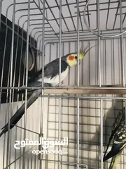  2 جوز كوكتيل شغال ميا بلميها بسعر مغري