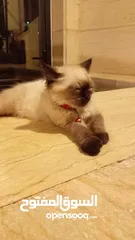  2 قط سيامي متاح