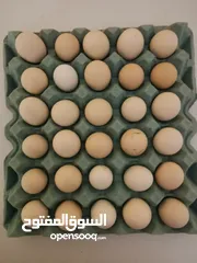  1 بيض عماني مال الدار