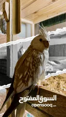  4 Cockatiel for sale.