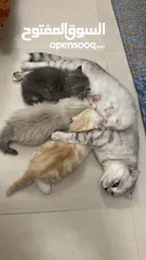  6 قطط صغيرة للبيع