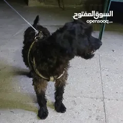  7 كلب بودل  100دينار