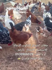  11 كتكوت دجاج عربي رود