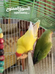  1 جوز روز بصحه ممتازه الانثى لاتينو عين حمره والذكر الاخضر ................................