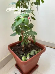  2 healthy beautiful plant