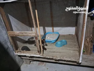  13 قفص مستعمل يدوي متر ونصف في 80 سم.................................................................
