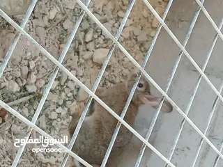  7 أرانب عدد 2 اناثي اعمار فوق ال7 شهور
