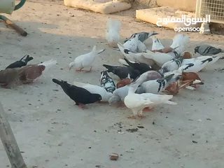  1 حمام للبيع في الزرقاء العالوك بجانب بقالة الصقر التواصل عبر الواتس اب
