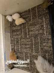  12 hamster هامستر للبيع عدد 7