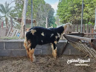  7 كبش نجدي اصلي العمر من 4شهور إلى 5شهور