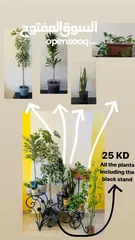  1 11 plants different sizes only 25kd!!!!
