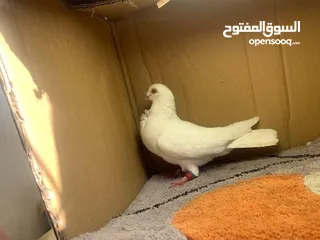  7 حمام للبيع