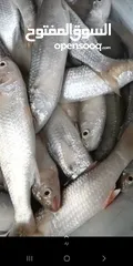  22 أسماك طازجة يوميا
