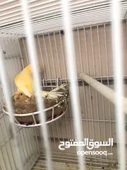  6 Breeding pairs of canary  in Alain