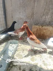  1 جواز و حبات
