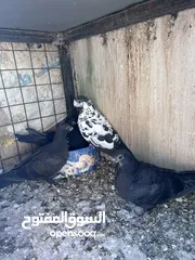  4 جواز للبيع سعر طري