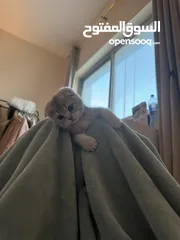  6 Scottish Fold Pure