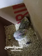  3 مخاليف فيشر وكوكتيل زق جوز دره