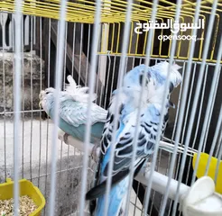  1 جوز طيور إنجليزي مفتل مع قفص بسعر مغري
