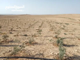  12 عشره دنمات للبيع