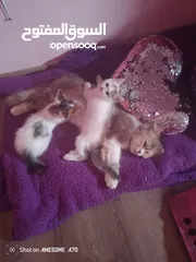  12 قصه سكره و لوزه أنقذت امهم (ببلي) من شارع لما أهلها ىموها وهيا حامل ولدت عندي وكبرو ولادها عندي