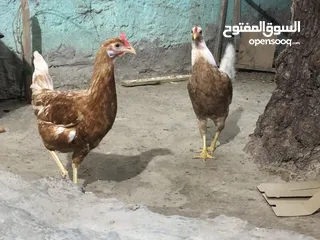  7 دجاج عرب اصلي