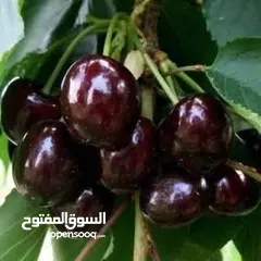  3 مشاتل الرويال لزراعه ومتابعه الاشجار