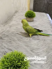  2 ببغاء الدرة للبيع