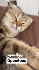  2 مطلوب ذكر للتزاوج فقط وليس للتبني. في منطقة الشامخة  أو الرياض او الفلاح فقط