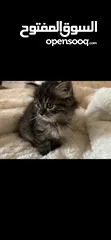  8 قط صغير شيرازي