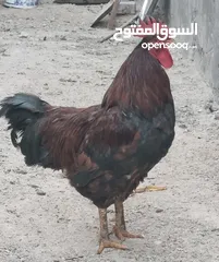  3 دجاج عرب بياض مع ديك