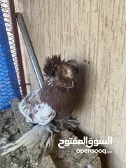  3 بخاري مشاء الله