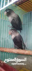  1 جوز فيشر اسود